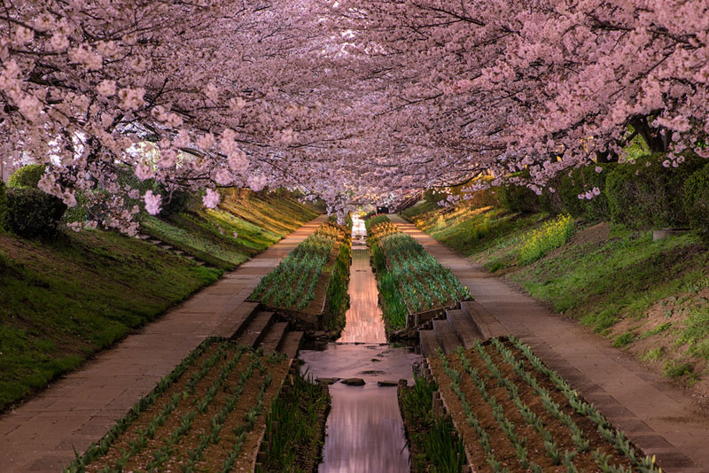 jardin-botanique-Yokohama