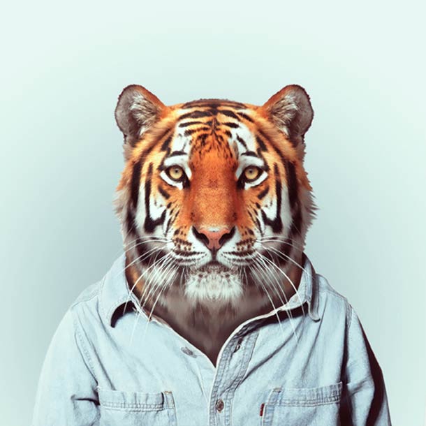 Zoo-Portraits-helloodesigner