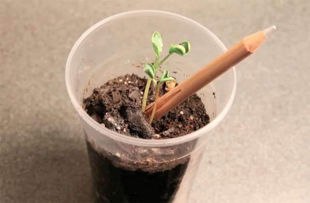 Sprout-A-Pencil-That-Grows-3