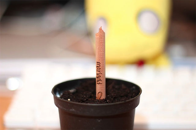 Sprout-A-Pencil-That-Grows-4