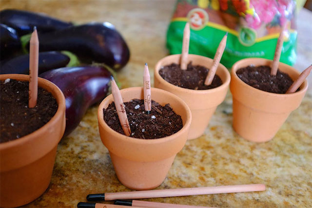 Sprout-A-Pencil-That-Grows-7