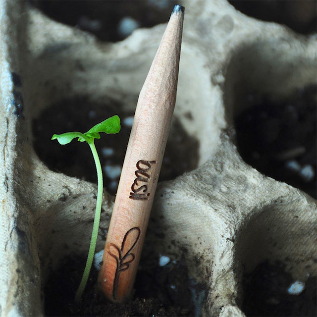 Sprout-A-Pencil-That-Grows-8