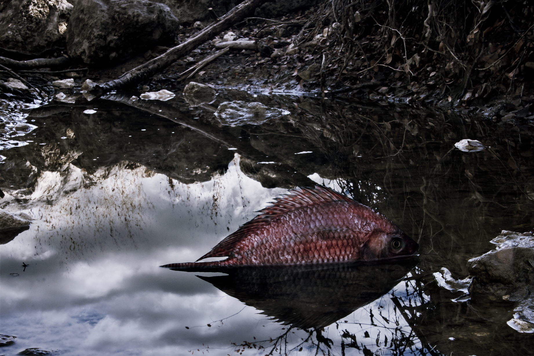 Nain-lean-photographie-art-manipulation-photo-numérique