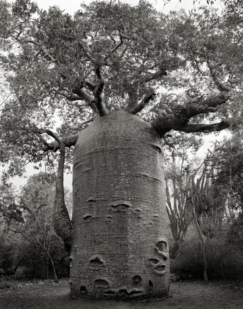 photographie-ancien-arbre-art-photographe