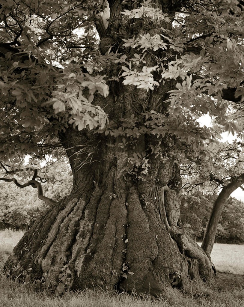 photographie-ancien-arbre-art-photographe