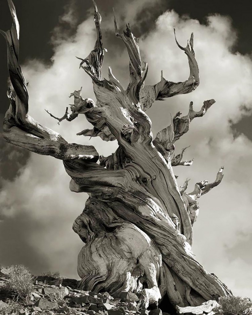 photographie-ancien-arbre-art-photographe