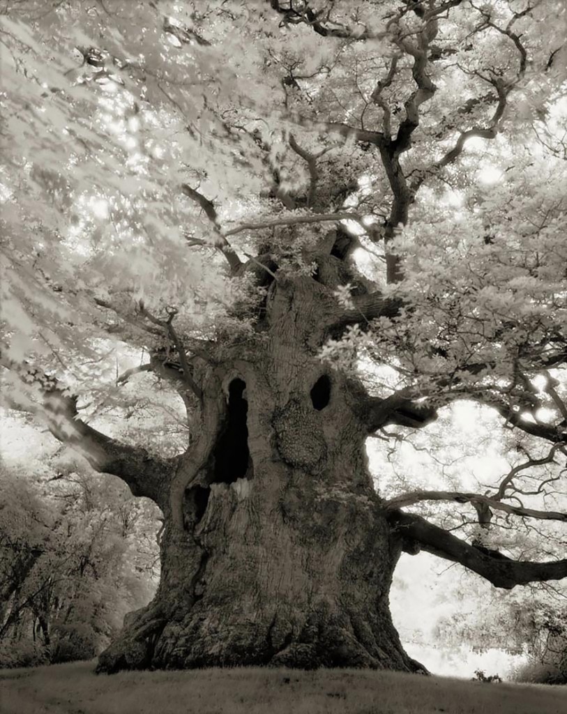 photographie-ancien-arbre-art-photographe