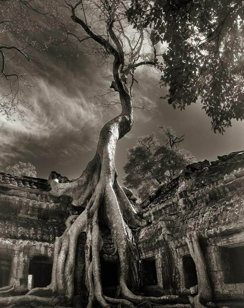 photographie-ancien-arbre-art-photographe