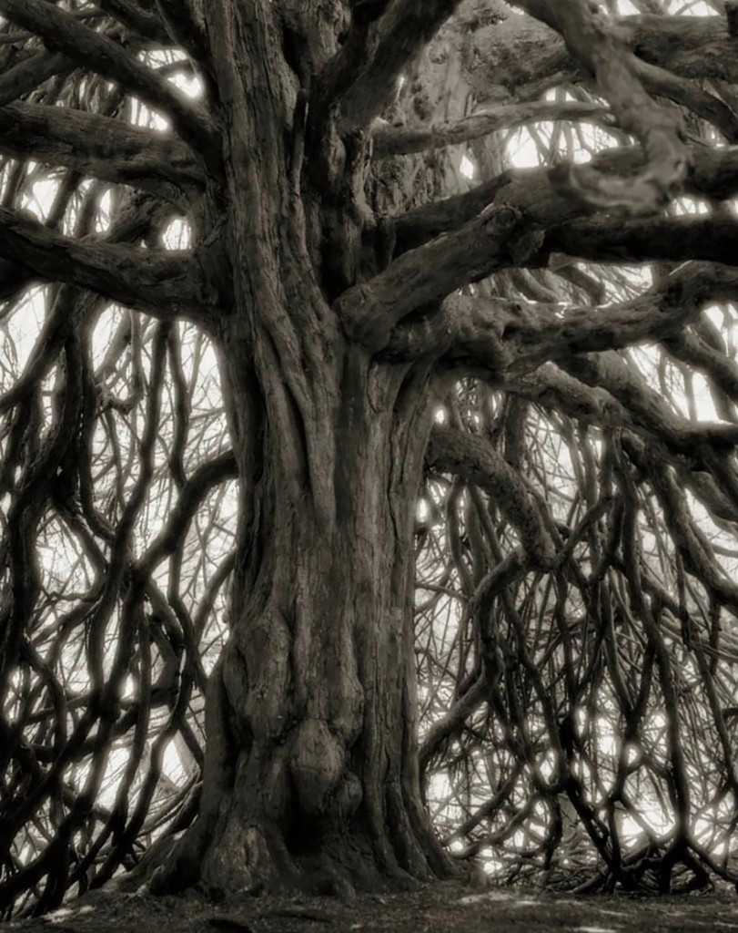 photographie-ancien-arbre-art-photographe