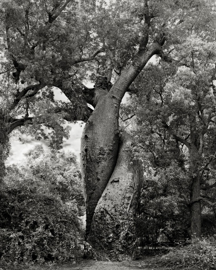 photographie-ancien-arbre-art-photographe