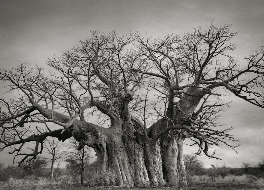 photographie-ancien-arbre-art-photographe