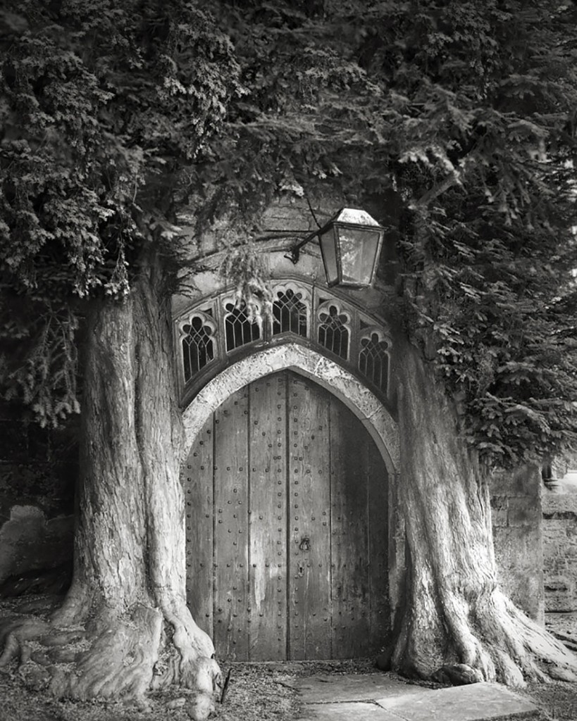 photographie-ancien-arbre-art-photographe